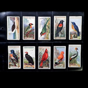 Cartes de cigarettes d’oiseaux étrangers par Ogdens Lot de 50 émis en 1924 Ornithologie Oiseaux Nature Cadeau rare