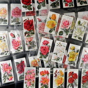 May include: A collection of vintage cigarette cards featuring various types of roses. The cards are in a clear plastic album with white borders. The cards are from Wills's Cigarettes.