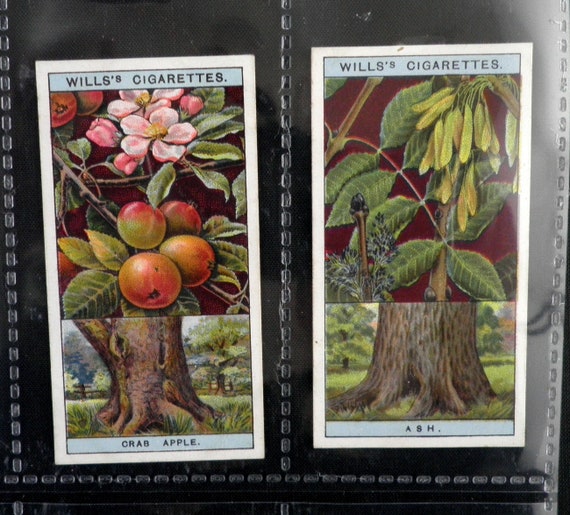 Flowering Trees and Shrubs Cigarette Cards by WD & HO Wills Set of 50  Issued in 1924 Nature Trees Collectable Rare Present - Etsy