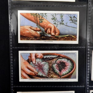 Lot de 50 cartes pour cigarettes Garden Hints par WD et HO Wills émises en 1938 Histoire Jardinage Culture Agriculture Rare Collection