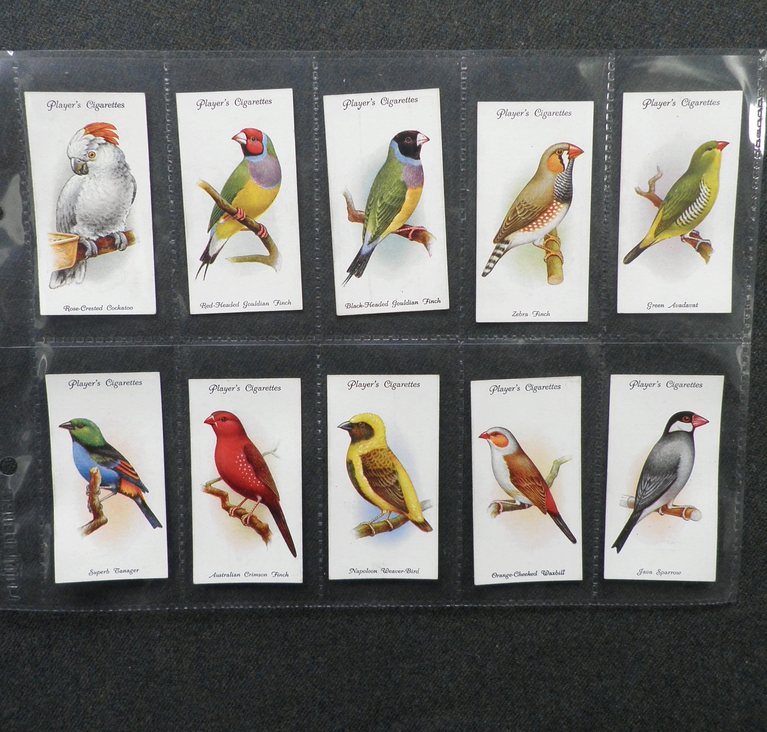 bird cigarette cards Aviary and Cage Birds Cigarette Cards by John Player Set of 50 Issued in  1933 History Pets Birds Ornithology Song Birds Gift Present Rare