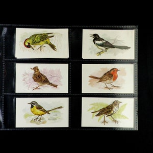 Op de afbeelding: Zes vintage vogelkaartjes met illustraties van een groene specht, een ekster, een leeuwerik, een roodborstje, een gele kwikstaart en een lijster.