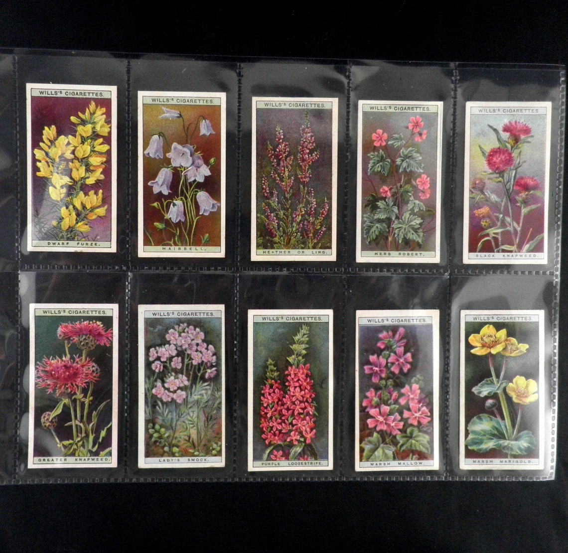 Wild Flowers Cigarette Cards by WD and HO Wills Set of 50 Etsy