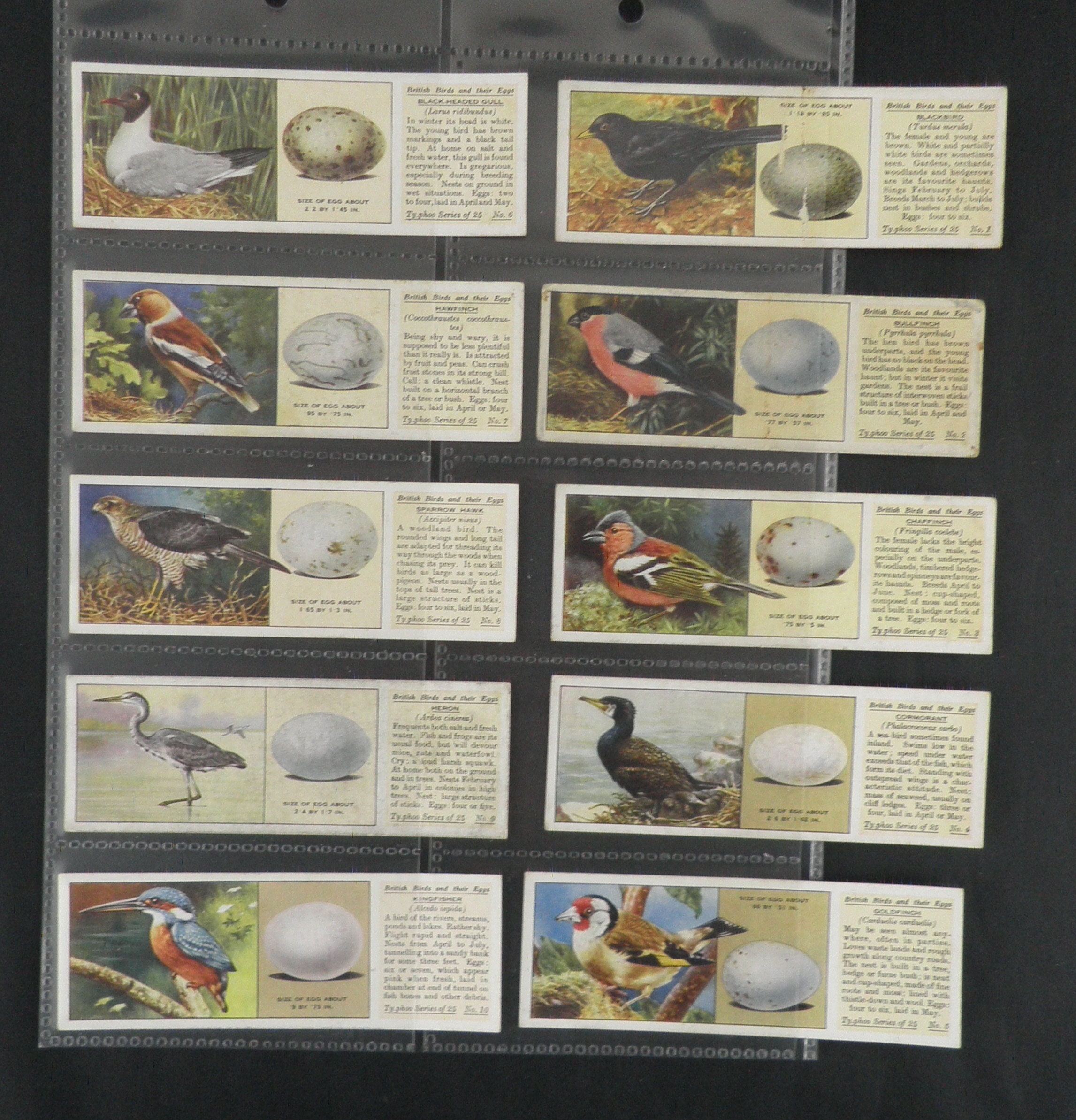 British Birds and Their Eggs Trade Cards by Typhoo Set of 25 - Etsy