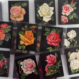 Puede incluir: Una colección de 10 tarjetas de intercambio vintage que presentan diferentes tipos de rosas. Cada tarjeta tiene un fondo negro con una sola rosa en plena floración. Las rosas son de varios colores, incluyendo rojo, rosa, blanco y amarillo.