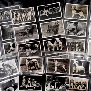 Honden Sigaret Kaarten door Pattrioouex Set van 48 Uitgegeven in 1939 Honden Canine Huisdieren Dieren Zeldzame Gift