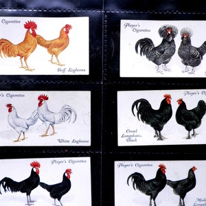 Poultry Cigarette Cards by John Player Set of 50 Issued in 1931 Nature Chickens Rare Breeds Farming Rare image 1