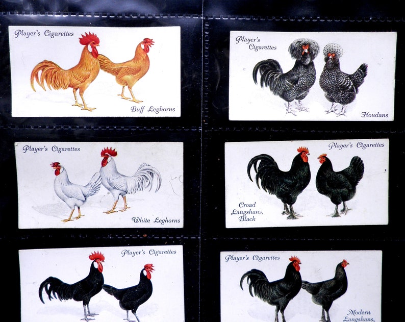 Poultry Cigarette Cards by John Player Set of 50 Issued in 1931 Nature Chickens Rare Breeds Farming Rare image 1