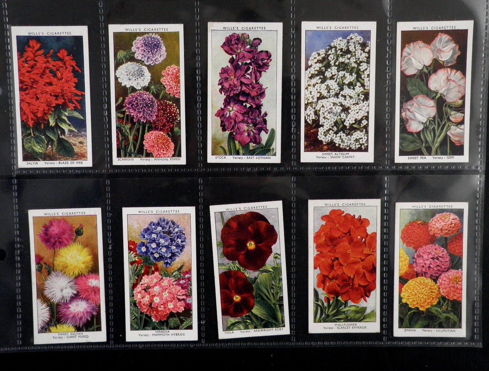 Garden Flowers Cigarette Cards by WD & HO Wills Set of 50 Etsy