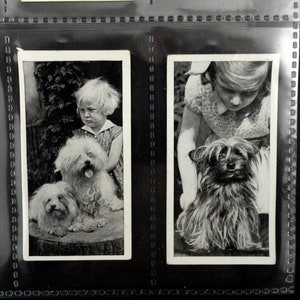 Dogs and Friend Cigarette Cards door Carreras Set van 50 uitgegeven in 1936 Dogs Canine Pets Animals Rare Collectable