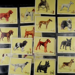 Honden (Groot) Sigarettenkaarten door Gallaher Set van 24 Uitgegeven in 1934 Honden Huisdieren Hondenrassen Natuur Coach House Zeldzaam