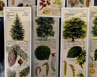 Trees of the Countryside Trade Cards by Typhoo Set of 25 Issued in 1937 Nature Trees  Collectable  Rare Present