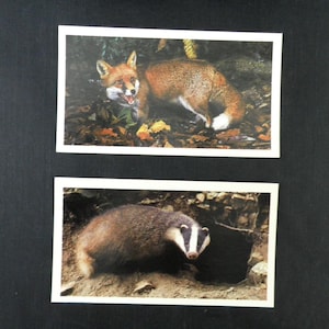 Britains Nocturnal Wildlife ( Large ) Sigarenkaarten van John Player Set van 32 uitgegeven in 1987 Natuur Planten Dieren Vogels Egel Zeldzaam cadeau