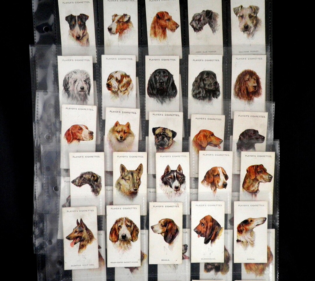 Dogs - Heads Cigarette Cards by John Player Set of 50 Issued in 1929 Dogs  Pets Canine Nature Breeds Gift Present Rare
