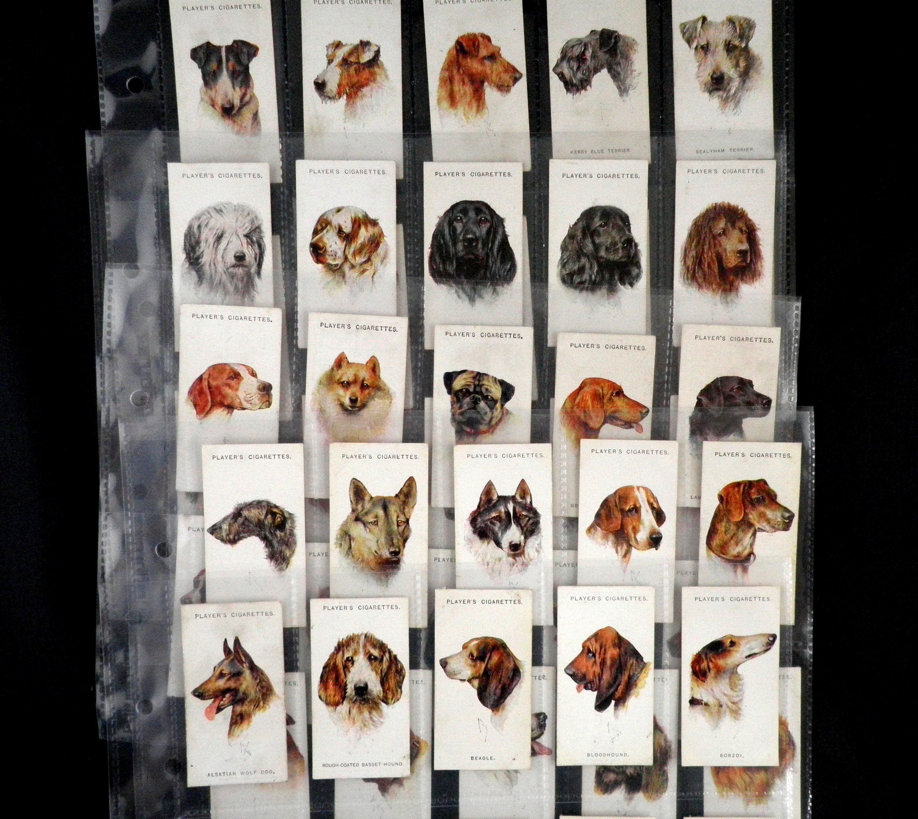 dog cigarette cards Dogs - Heads Cigarette Cards by John Player Set of 50 Issued in 1929 Dogs  Pets Canine Nature Breeds Gift Present Rare