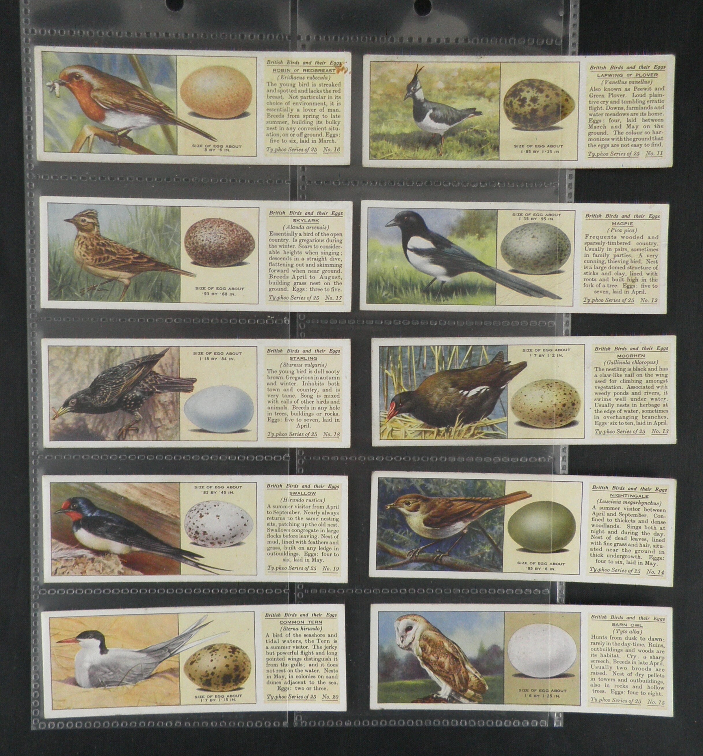 British Birds and Their Eggs Trade Cards by Typhoo Set of 25 - Etsy