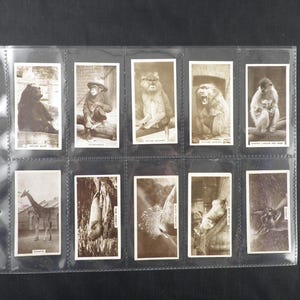 Puede incluir: Colección de cromos vintage de animales expuestos en una lámina de plástico transparente. Las tarjetas en tonos sepia muestran varios animales, como un oso pardo, un chimpancé, una jirafa y un oso polar. Cada tarjeta tiene un borde blanco.
