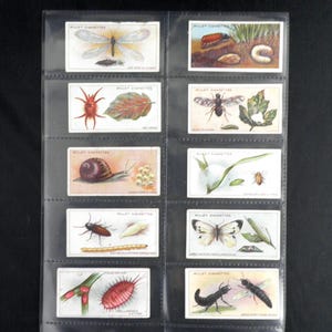 May include: A collection of vintage cigarette cards featuring detailed illustrations of various insects. The cards are displayed in a clear plastic holder, showcasing the colorful artwork and scientific depictions of bugs, butterflies, and other invertebrates.