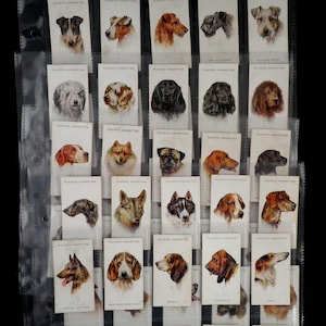 Hunde - Köpfe Zigarettenkarten von John Player Set mit 50 Ausgestellt 1929 Hunde Haustiere Hunde Natur Rassen Geschenk Selten