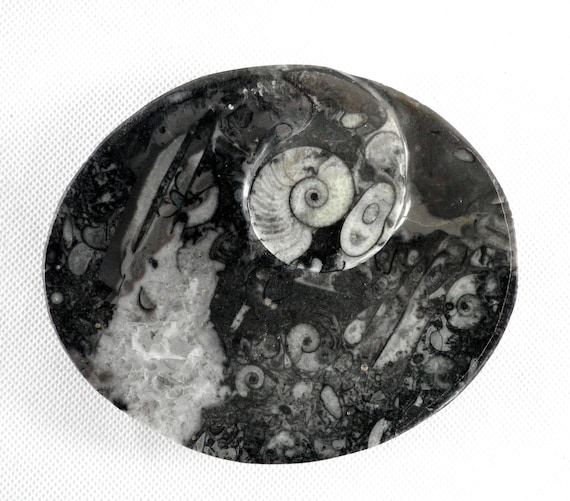 化石のペーパーウェイト