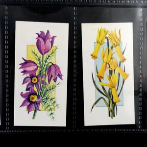 Blumen das ganze Jahr über Zigarettenkarten von Carreras Set von 50 ausgestellt in 1977 Natur Blumen Gartenpflanzen seltene samten