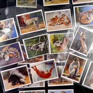 Zoo Babies Cigarette Cards by John Player & Son Set of 25 Issued in 1938 Nature Babies Animals Zoo Rare Collectable
