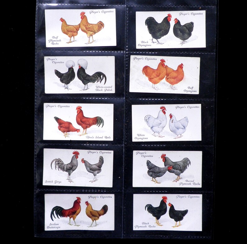 Poultry Cigarette Cards by John Player Set of 50 Issued in 1931 Nature Chickens Rare Breeds Farming Rare image 7