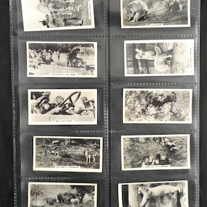 Life at Whipsnade Zoo Zigarettenkarten von Nicholas Sarony 54er Set ausgestellt 1934 Nature Animals Zoo Rare Collectable