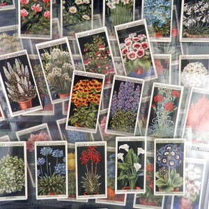 May include: A collection of vintage cigarette cards featuring colorful illustrations of various flowers. The cards are arranged in rows and are protected in plastic sleeves. Each card features the text "Wills's Cigarettes" at the top.