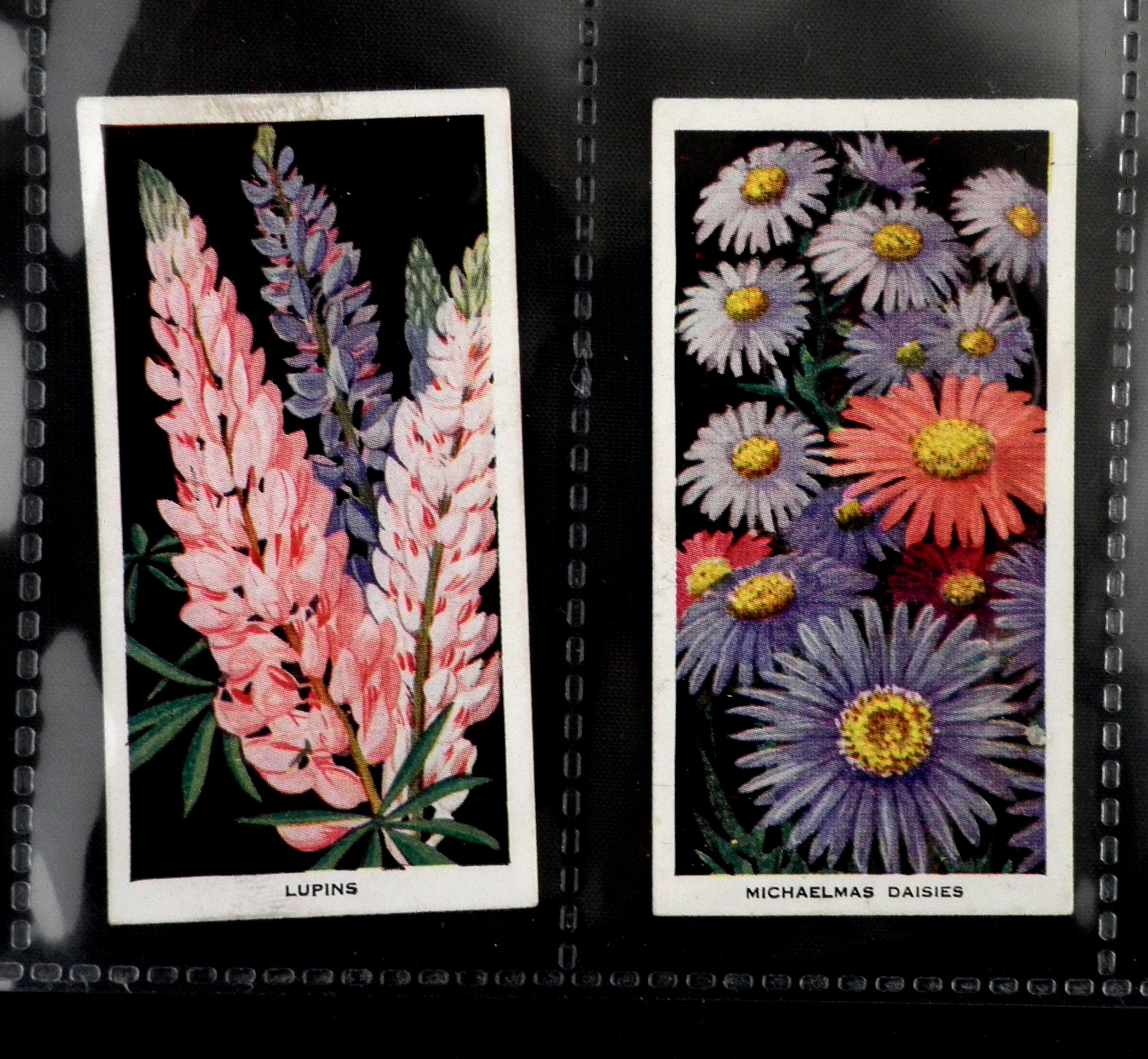 Flowers Cigarette Cards by Carreras Set of 50 Issued in 1936 Etsy