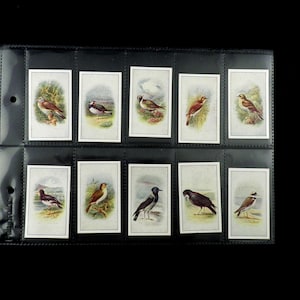Uccelli Cigarette Cards di PJ Carrol & Co Set di 25 Emesso nel 1940 Ornithology Uccelli Natura Uccello Guardando Raro Collezionabile