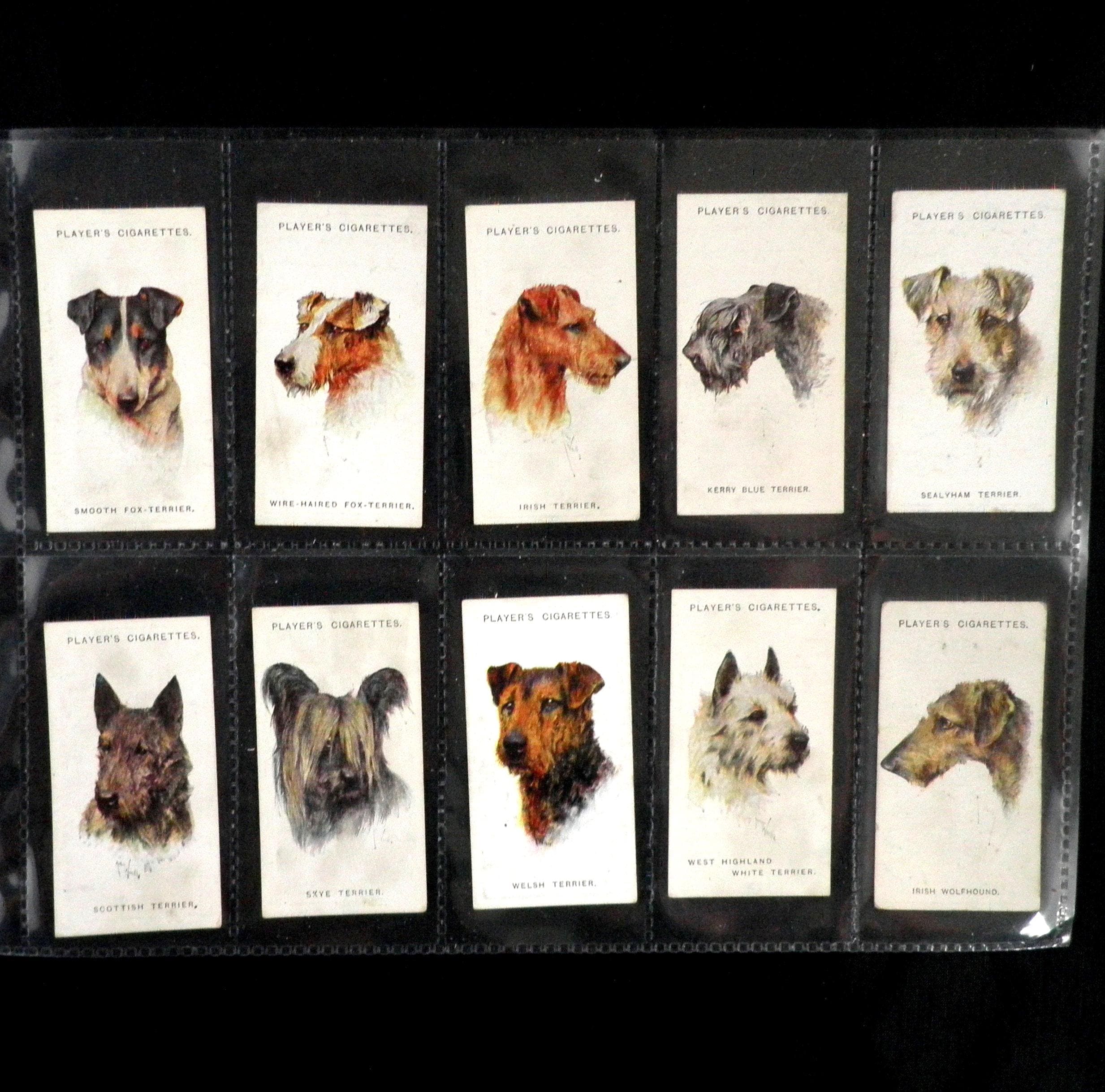 Dogs - Heads Cigarette Cards by John Player Set of 50 Issued in 1929 Dogs  Pets Canine Nature Breeds Gift Present Rare