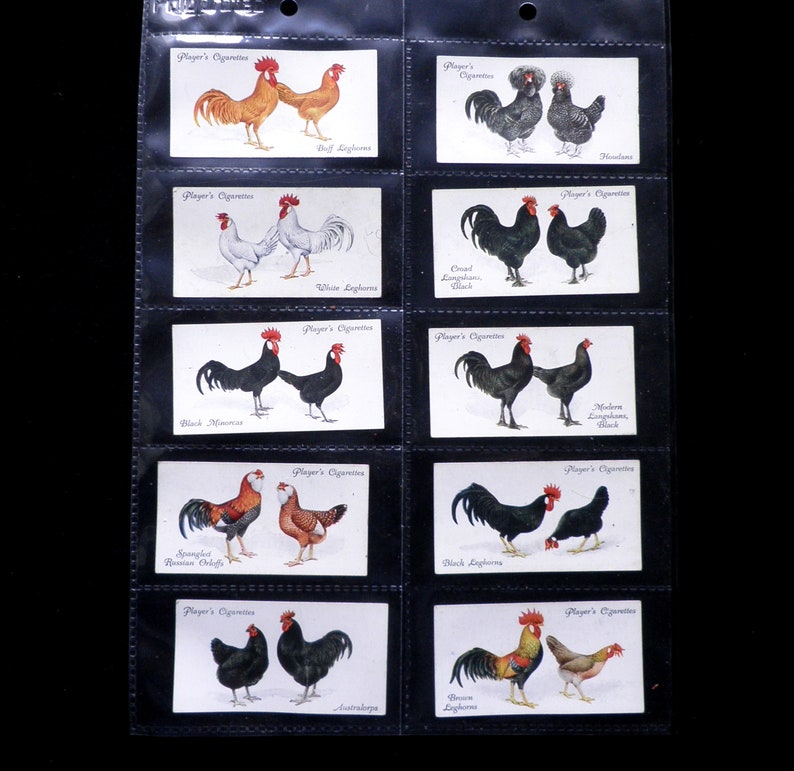 Poultry Cigarette Cards by John Player Set of 50 Issued in 1931 Nature Chickens Rare Breeds Farming Rare image 4