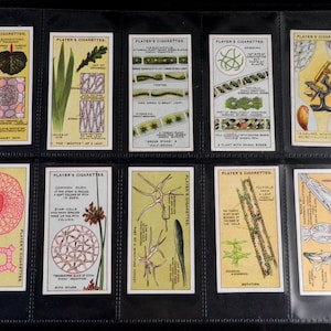 Hidden Beauties Cigarette Cards by John Player Set of 25 Issued in 1929 Nature Botany Plants Wonders Rare
