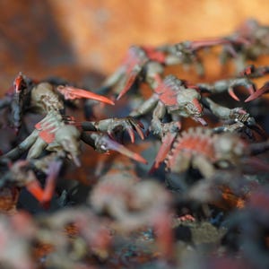 May include: A close-up shot of several miniature insect-like creatures. The figures are primarily gray and brown with red accents on their backs and claws. The background is a blurred orange and brown.
