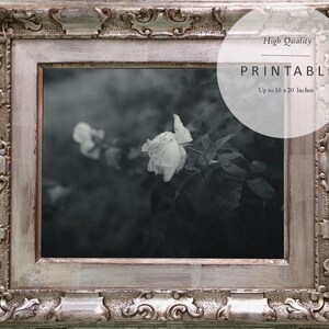 Dark Botanical Photography Print  | Black and White Rose |  Flower Photography  |  Fine Art Printable