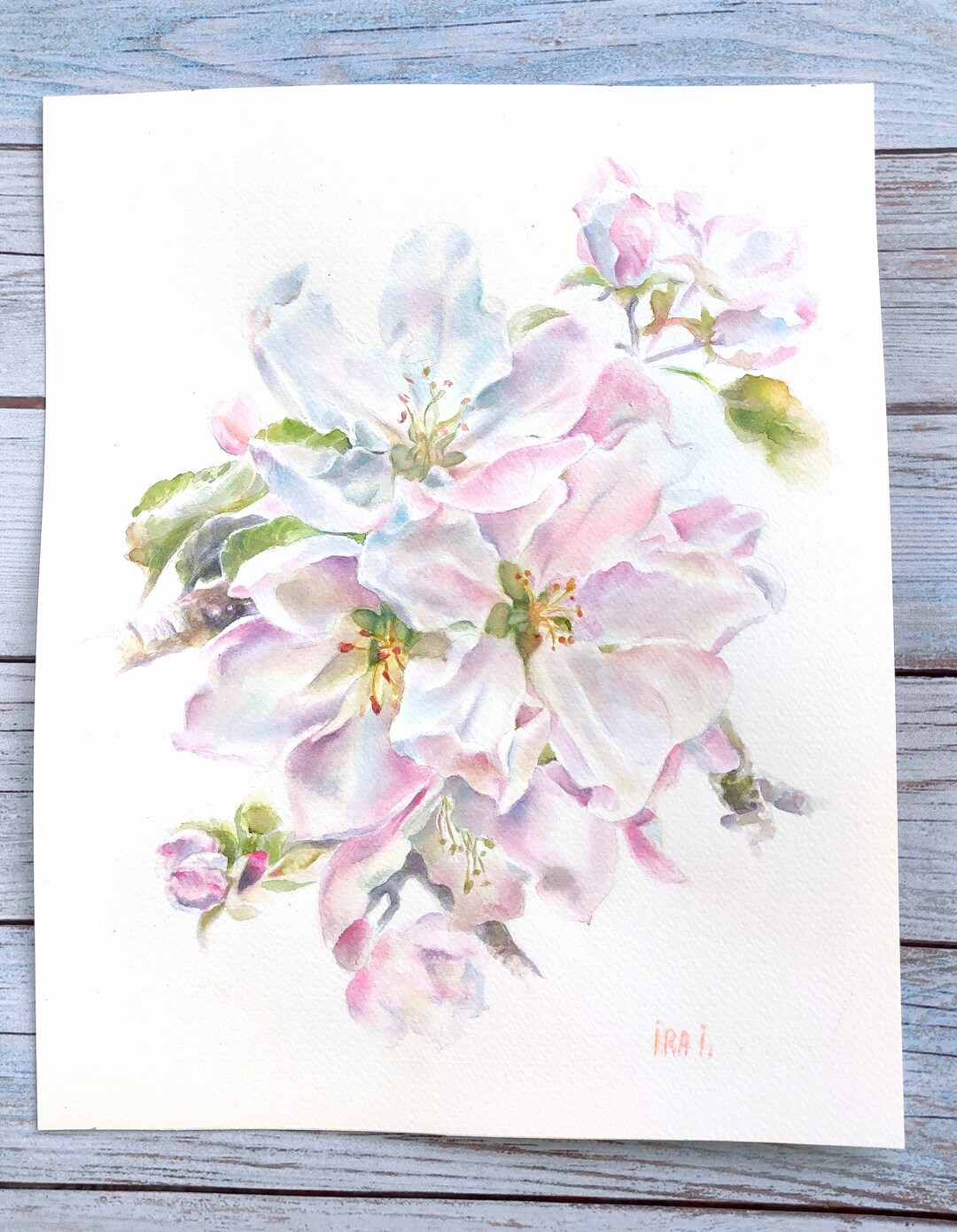 Watercolor Flowering Branch Apple Blossom 9x11" Original Painting on ...