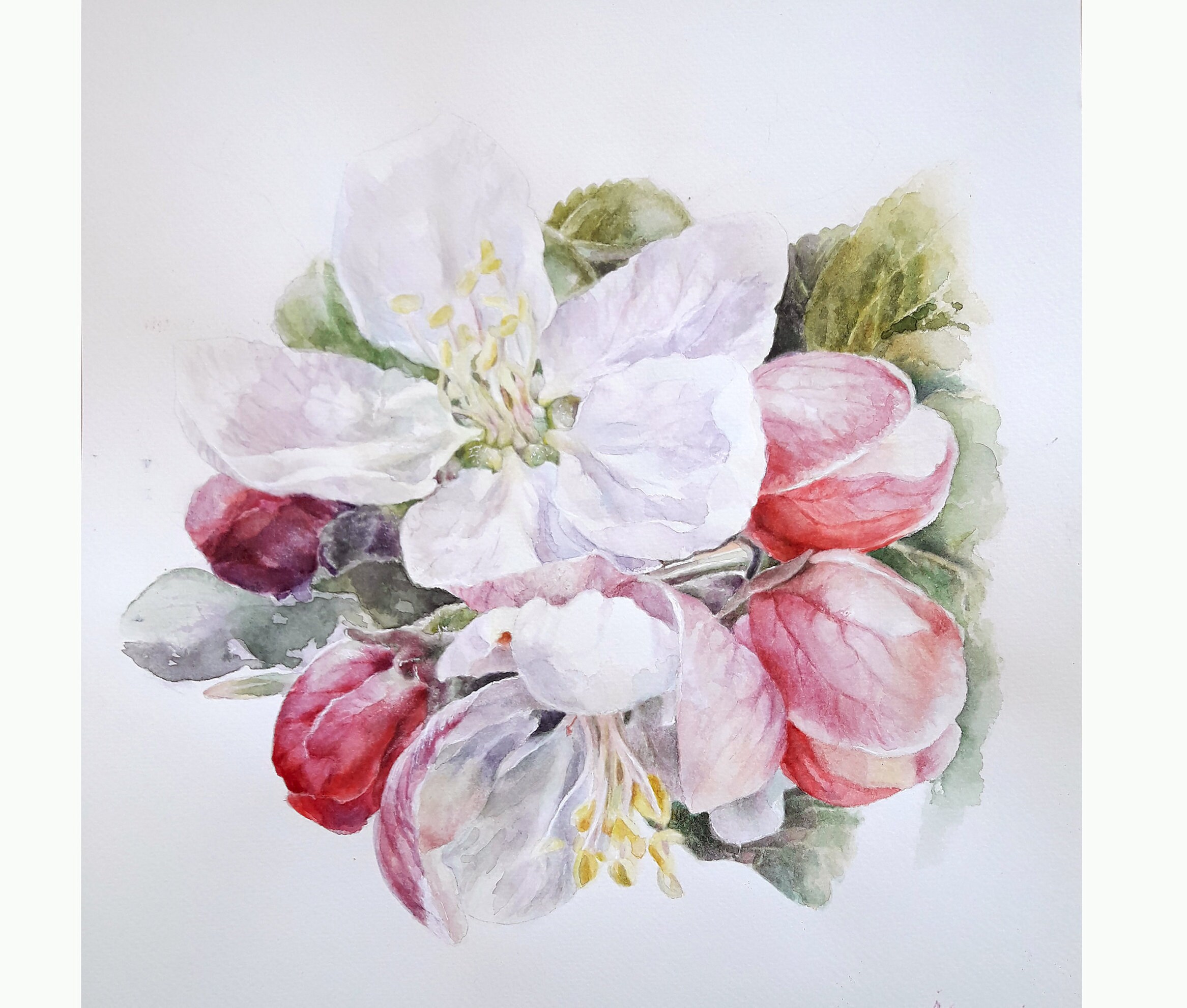Watercolor Apple Blossom 14x12" Original Painting on Paper Floral Wall ...