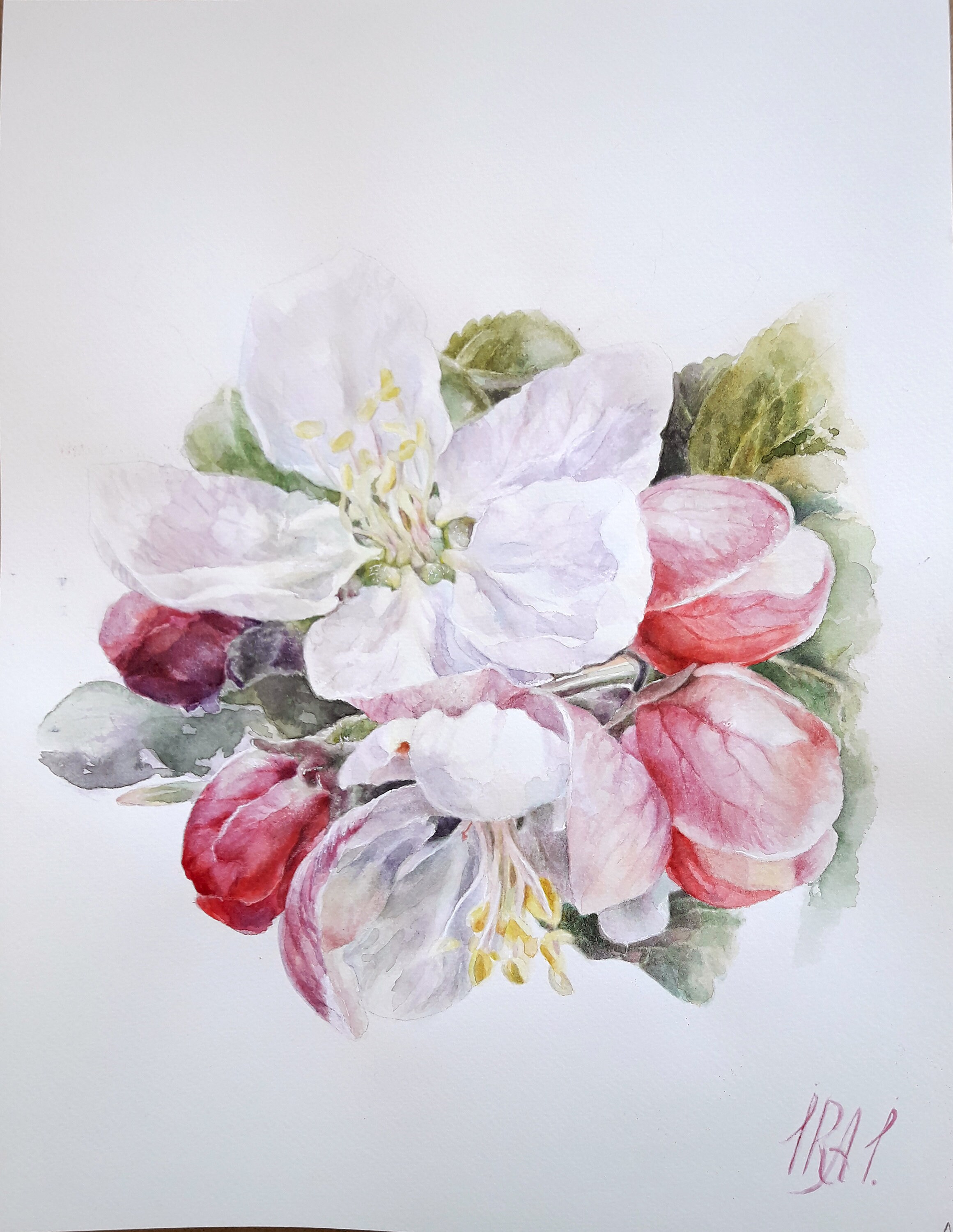 Watercolor Apple Blossom 14x12" Original Painting on Paper Floral Wall ...
