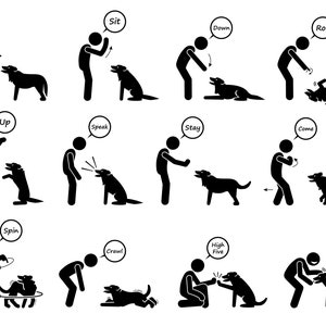 May include: Black and white stick figure illustrations of a person training a dog. The illustrations show different commands such as sit, down, roll, up, speak, stay, come, spin, crawl, and high five.
