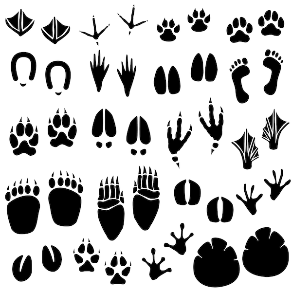 Animal Footprint, Animal Tracks, Animal Paws, Animal SVG, Animal EPS, Wildlife PNG, Wild Animals, Silhouette, Symbols, Signs, Foot, Print