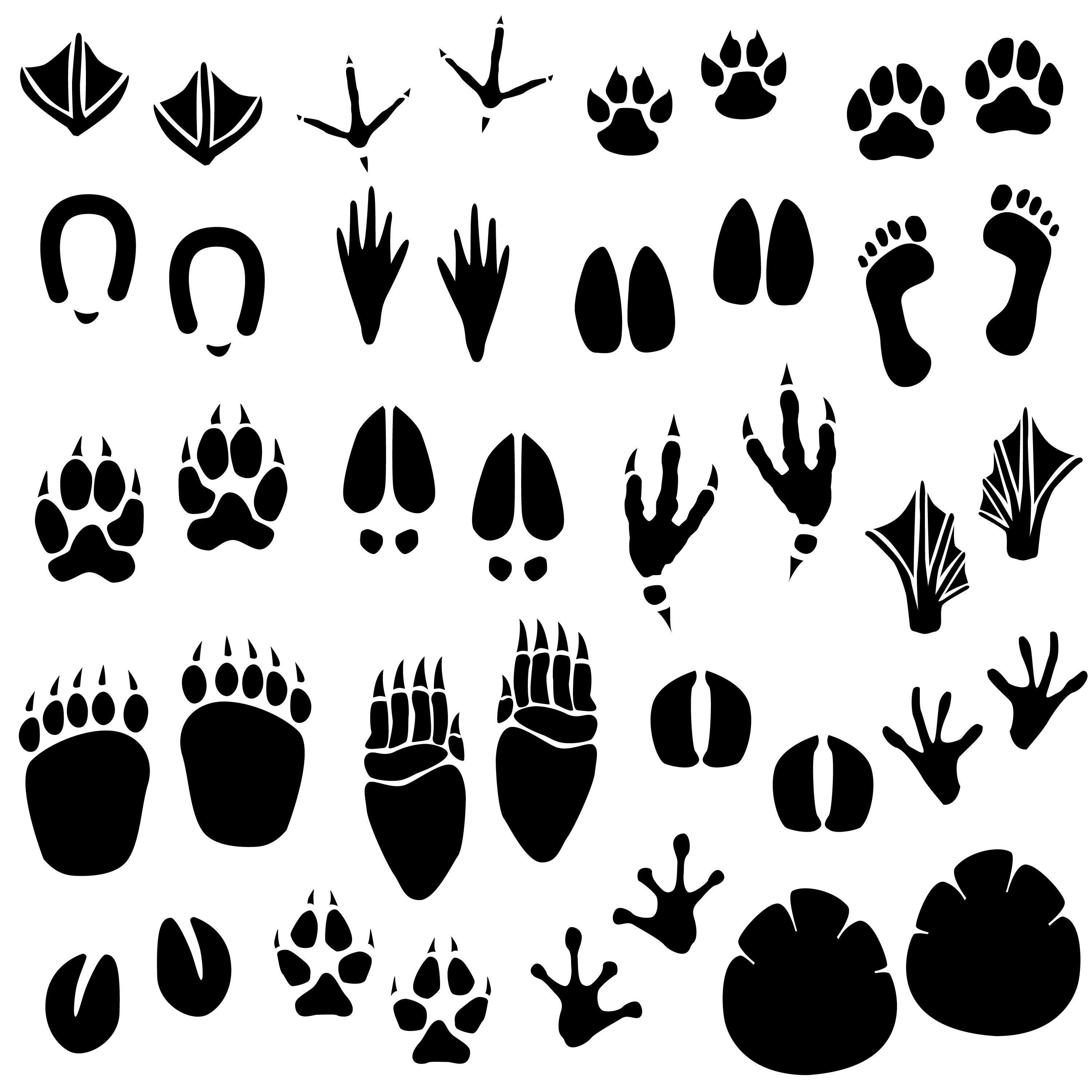 Animal Tracks Clipart, Footprints Graphic by Paulaparaula