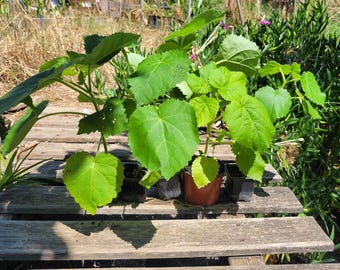 2 Paulownias tomentosa, "Arbre de l'Empereur", croissance très rapide floraison abondante et parfumée