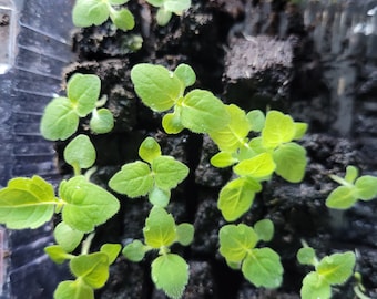 Plant paulownia tomentosa en mini mottes lot de 3 paulownias