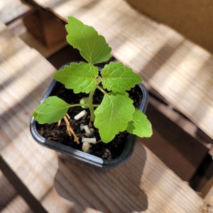 1 Plant de paulownia tomentosa en godet, Arbre à croissance rapide - polonia