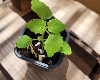 1 Plant de paulownia tomentosa en godet, Arbre à croissance rapide - polonia