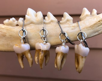 Hyperrealistic Fake Teeth Earrings, Weathered Dental Jewelry, Creepy Weird Accessory