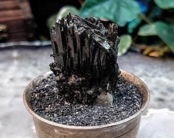 Glossy Black Aegirine Crystal Cluster from Malawi, Africa for Crystal Healing / 31.56g / Home and Altar Decor / Negative Protection