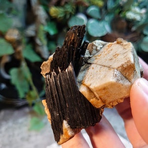 May include: A cluster of black tourmaline crystals on a tan and white matrix. The crystals are long and slender, with a glossy finish.