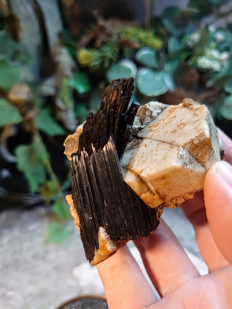 May include: A cluster of black tourmaline crystals on a tan and white matrix. The crystals are long and slender, with a glossy finish.